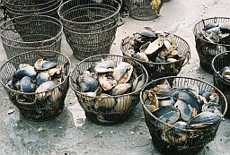 Baskets of Atlantic surf clams (Spisula solidissima) on deck